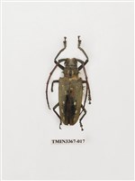 藏品(大衛大天牛)的圖片